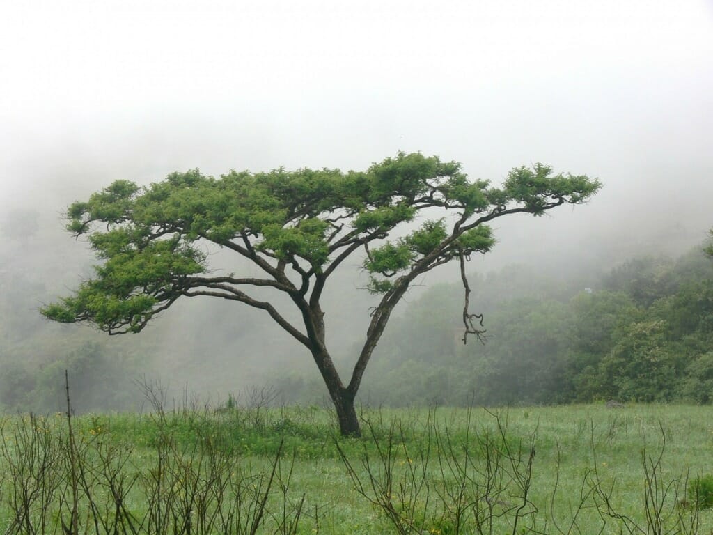 Acacia Tree