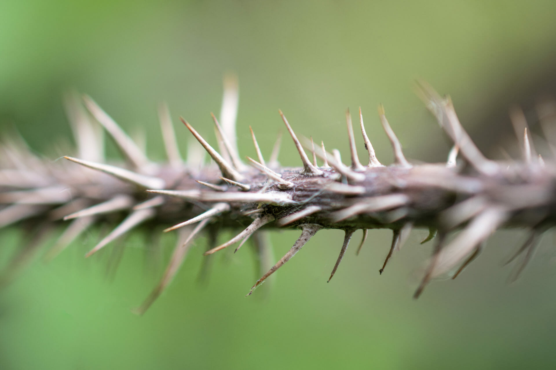 How Grains Defend: The Antinutrients